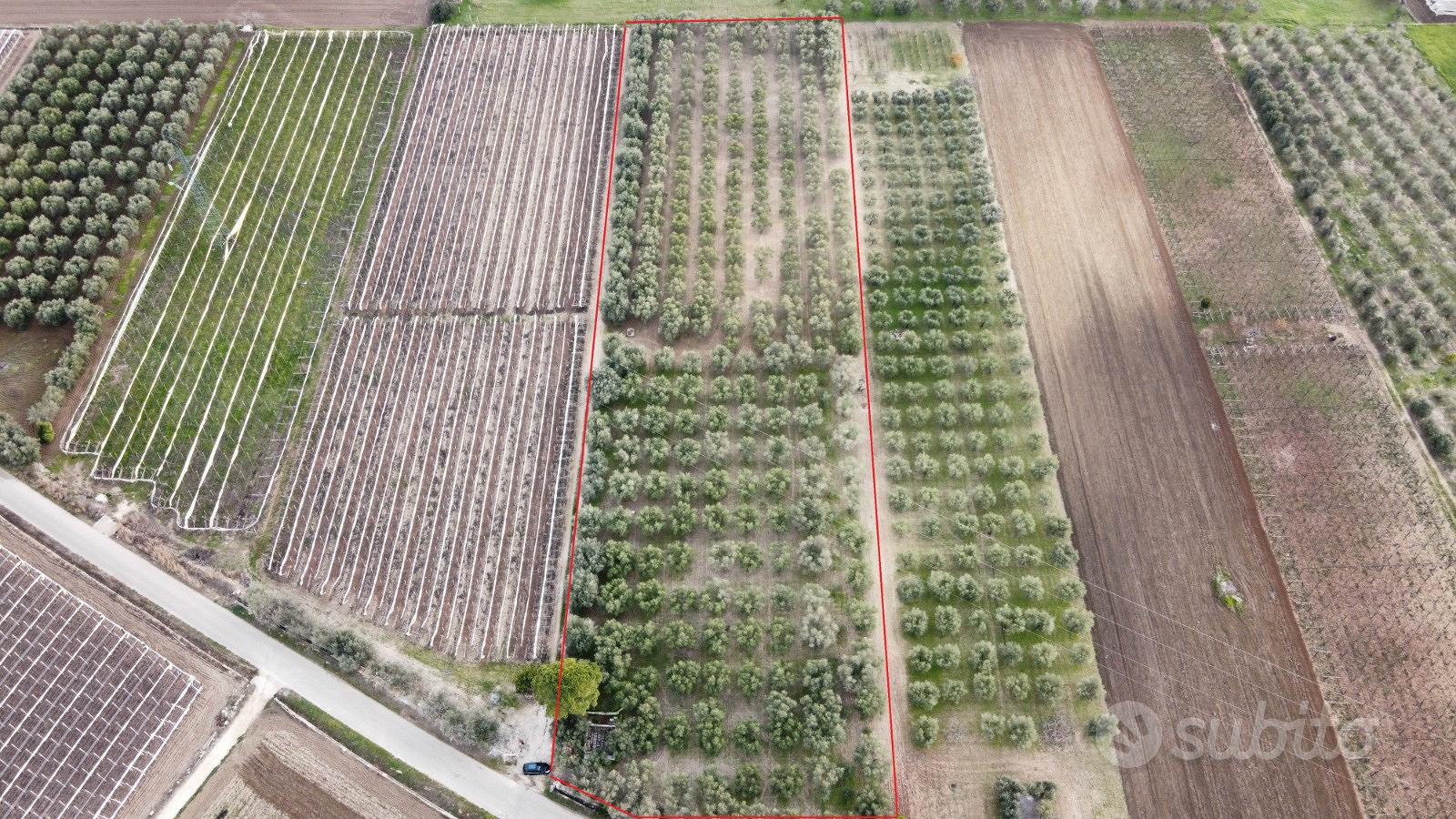 Uliveto C.da BELVEDERE (Zona RIGGIO) - Vista 5
