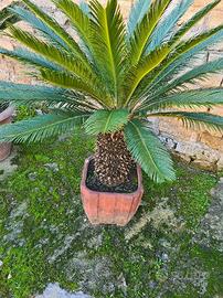 la  pianta Cycas