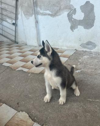 Cucciolo siberian Husky