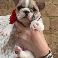 Bulldog francese big rope velvet
