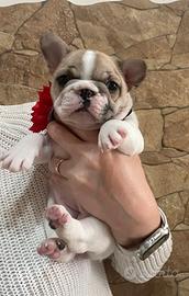Bulldog francese big rope velvet