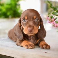 Cuccioli bassotto nano - allevamento certificato