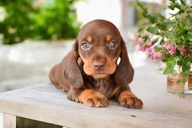 Cuccioli bassotto nano - allevamento certificato