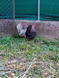 Serama /galline piccolissime