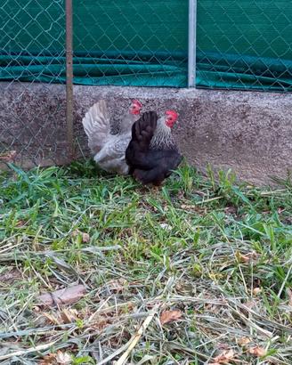 Serama /galline piccolissime