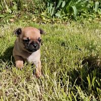 Chihuhahua toy