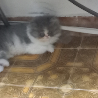 Gattino persiano