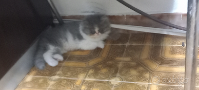 Gattino persiano