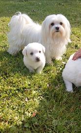 Cuccioli maschi due mesi