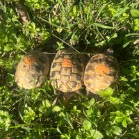 Tartarughe di terra Hermanni Boettgeri con Cites