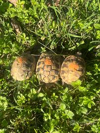 Tartarughe di terra Hermanni Boettgeri con Cites