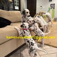 Cuccioli di dalmata disponibili