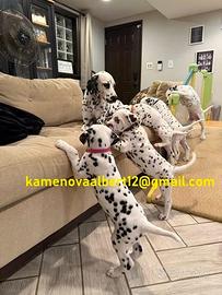 Cuccioli di dalmata disponibili