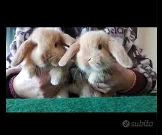 Ariete nano coniglietti cuccioli