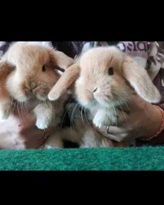 Ariete nano coniglietti cuccioli