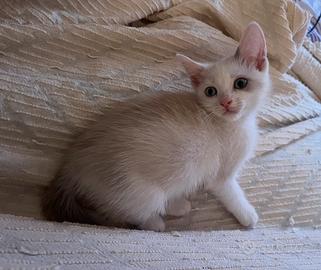 Gattina bianca simile a Siamese occhi azzurri