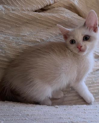 Gattina bianca simile a Siamese occhi azzurri