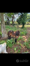 Pony