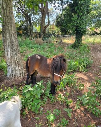Pony