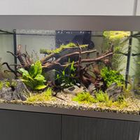 Acquario Askoll Opera 150