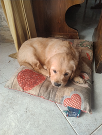Cuccioli Golden retriever