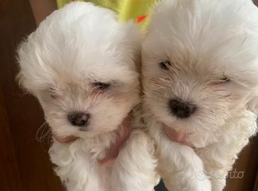 Maltese femmina