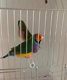 Diamante di Gould