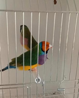 Diamante di Gould