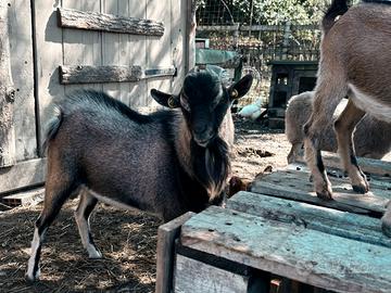 Capra