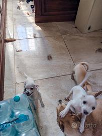 chihuahua
