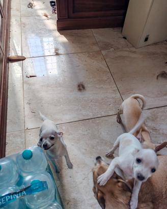chihuahua
