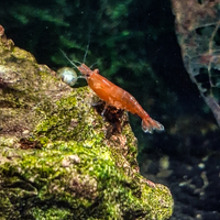 Gamberetti Neocaridina Davidi Red Cherry