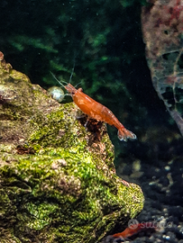 Gamberetti Neocaridina Davidi Red Cherry
