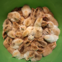 Galline modenesi/ 2025