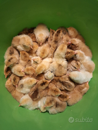 Galline modenesi/ 2025