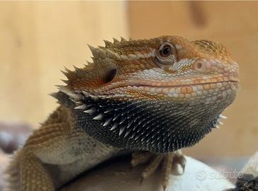 Drago barbuto
