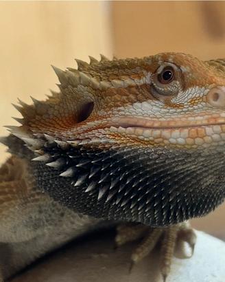 Drago barbuto