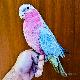 Pappagalli cacatua ROSEICAPILLA allevato a mano