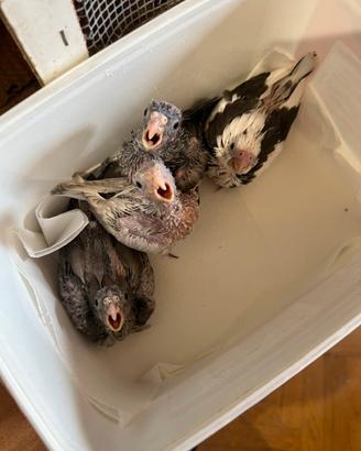 Pappagalli calopsite a fine svezzamento