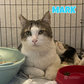 Mark gatto bianco grigio di 6 anni