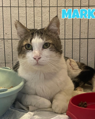 Mark gatto bianco grigio di 6 anni