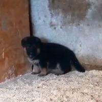 Cuccioli di Pastore Tedesco