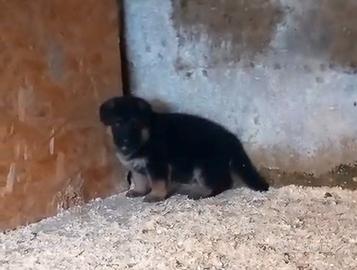 Cuccioli di Pastore Tedesco