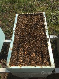 Nuclei api razza ligustica