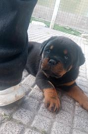 Rottweiler