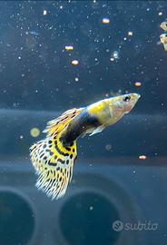 Guppy acqua tropicale