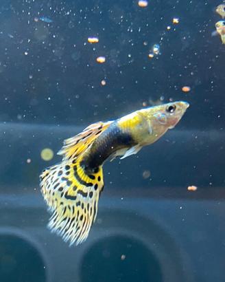 Guppy acqua tropicale