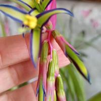 Piantine di BILLBERGIA NUTANS