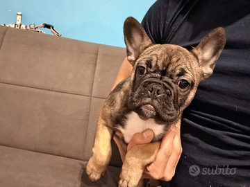 Bulldog francese