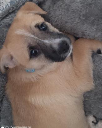 Cucciola